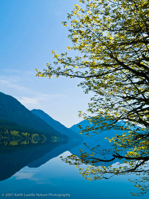 Lake Crescent with Maple